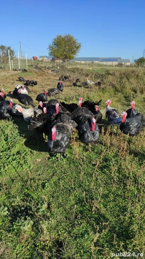 curcani,curci si gaini  - imagine 2