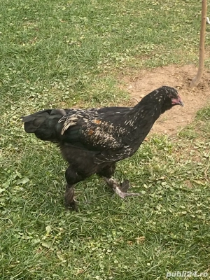 Cocosi Aprilie 2025 - imagine 3