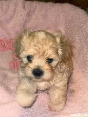 bichon caini - imagine 4