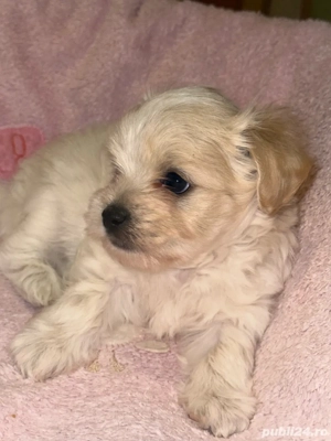 bichon caini - imagine 2