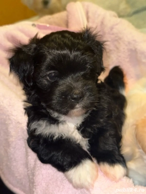 bichon caini - imagine 3