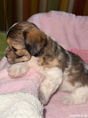 bichon caini - imagine 5