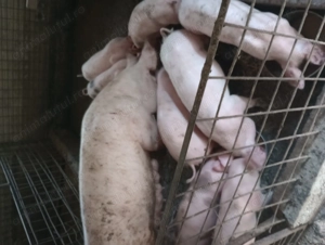 Vanzare purcei - imagine 3