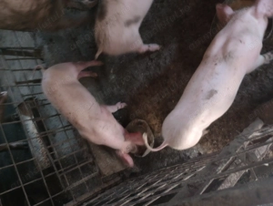 Vanzare purcei - imagine 4