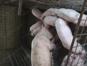 Vanzare purcei - imagine 2