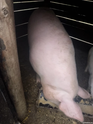  Marele Alb de vanzare