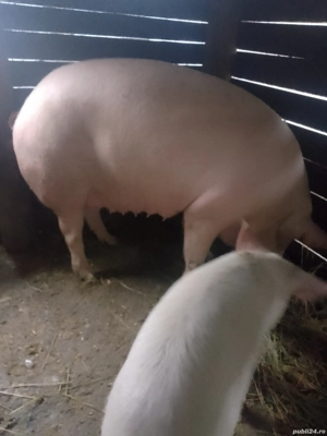  Marele Alb de vanzare