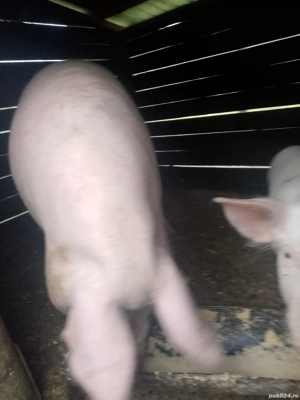  Marele Alb de vanzare