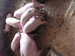 Porcii de vanzare - imagine 2