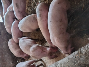 Porcii de vanzare - imagine 3