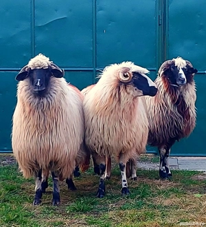 Oi breze de vânzare 