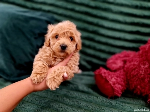Maltipoo toy 