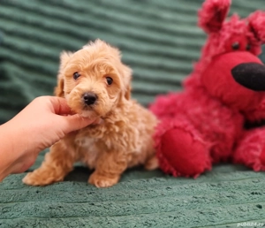 Maltipoo toy  - imagine 3