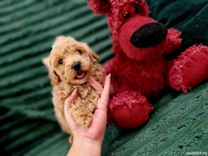 Maltipoo toy  - imagine 2