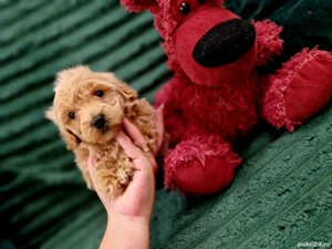 Maltipoo toy  - imagine 4