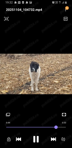 Vand cane ciobanesc de bucovina - imagine 4