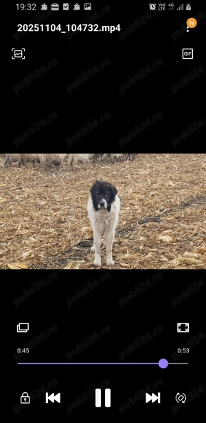 Vand cane ciobanesc de bucovina - imagine 2