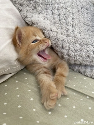 Siberiană de pădure - imagine 2