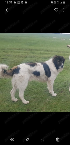 Vand cane ciobanesc de bucovina