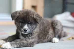 Puiut Akita Inu brindle(tigrat) mascul