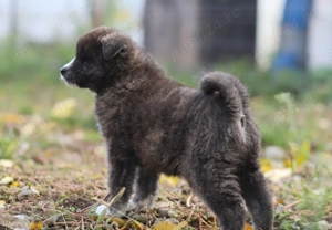 Puiut Akita Inu brindle(tigrat) mascul - imagine 2
