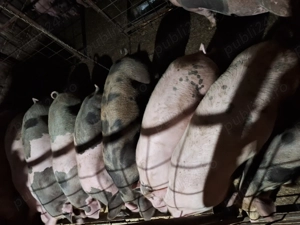 Porci de vanzare - imagine 4