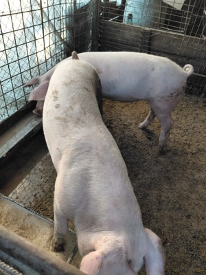 Vand porci 120-180 kg Judetul Ialomita Comuna Grindu