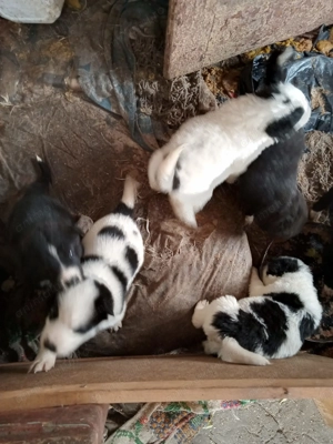 Catei metis ciobanesc 