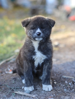 Puiut Akita Inu brindle(tigrat) mascul - imagine 3