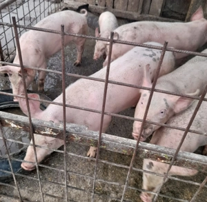 Purcei de vânzare  - imagine 3