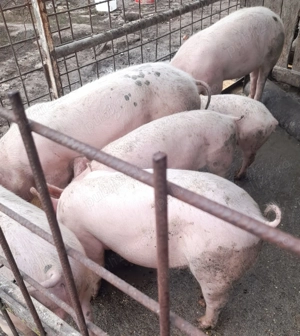 Purcei de vânzare  - imagine 2