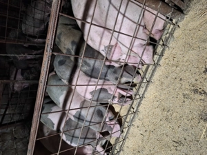 Porci de vanzare - imagine 3