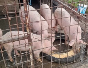 Purcei de vânzare  - imagine 4