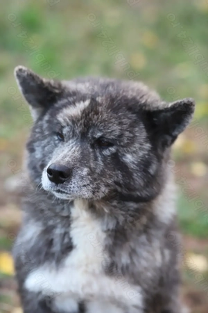 Puiut Akita Inu brindle(tigrat) mascul - imagine 4