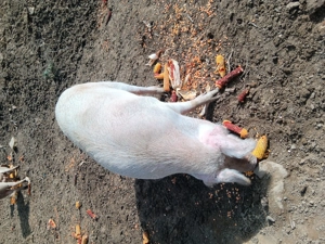 Vând purcea  - imagine 2