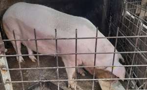 Porci de vânzare  - imagine 3