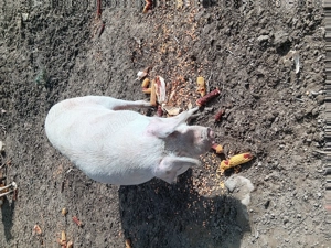 Vând purcea  - imagine 3