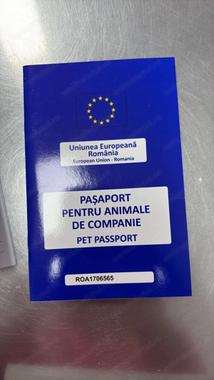 Bichon Maltez talie mică   2 luni, mascul, pedigree, microcipat - imagine 4