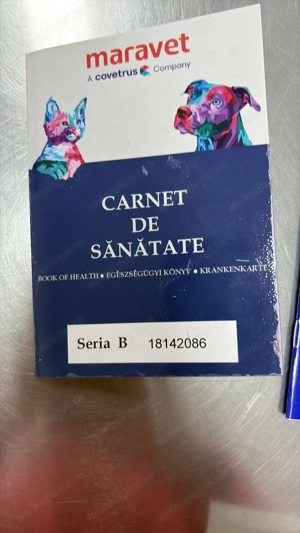 Bichon Maltez talie mică   2 luni, mascul, pedigree, microcipat - imagine 2