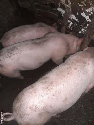 Porci de carne ,40..45kg 