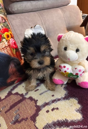 Vând cățelușă Yorkshire Terrier 