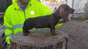 Teckel cu par sârmos ciocolatiu