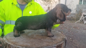 Teckel cu păr sârmos 