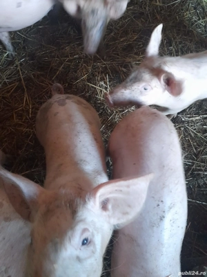 vand purcei  - imagine 2