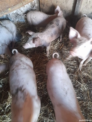 vand purcei  - imagine 3