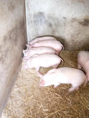 Vând purcei marele alb - imagine 2