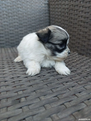 Căței shihtzu  - imagine 2