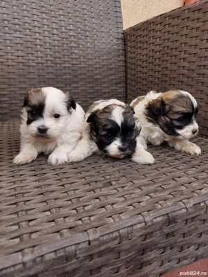 Căței shihtzu 
