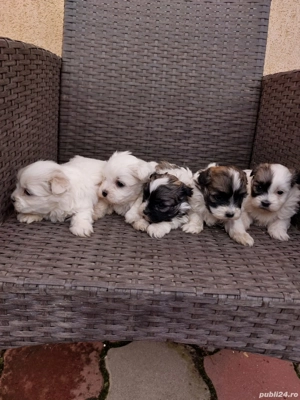 căței shihtzu  - imagine 5