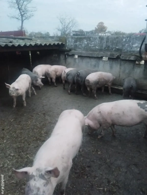 arvunesc porci de crăciun  - imagine 2